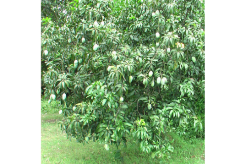 Dasheri Mango Fruit Tree