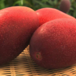 Japanese Miyazaki Mango Live Plant – VOP