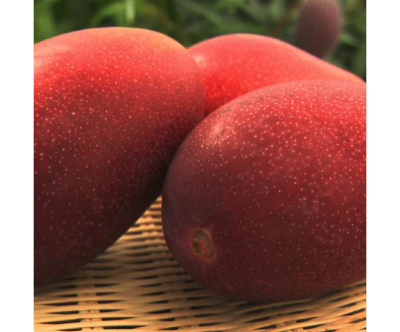 Japanese Miyazaki Mango Live Plant – VOP