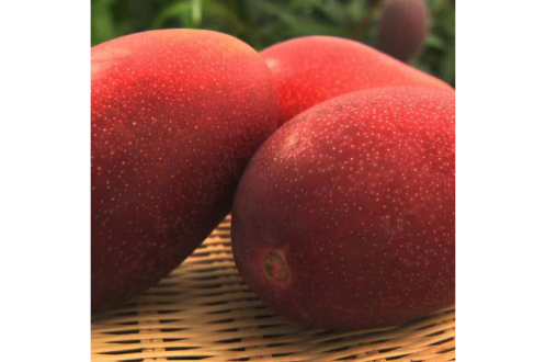 Japanese Miyazaki Mango Live Plant – VOP