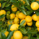 Lemon Plant Seedless -Seedless Yellow Lemon Plant