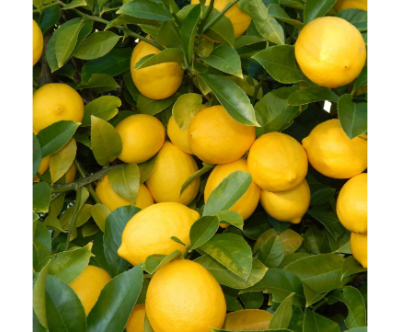 Lemon Plant Seedless -Seedless Yellow Lemon Plant