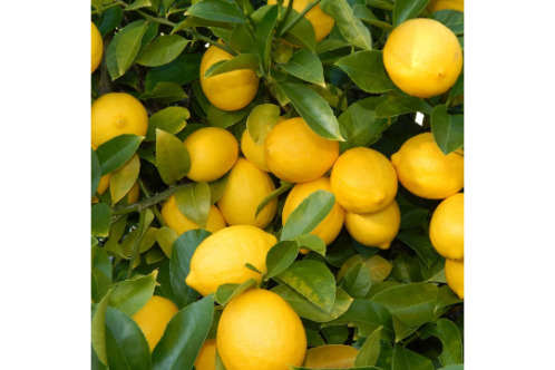 Lemon Plant Seedless