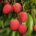 Litchi Fruit Plant (Air Layered)- Litchi Tree