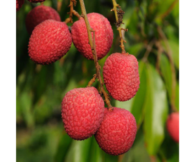 Litchi Fruit Plant (Air Layered)- Litchi Tree
