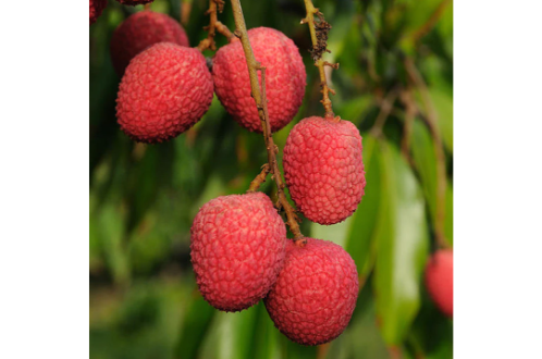 Litchi Fruit Plant (Air Layered)- Litchi Tree