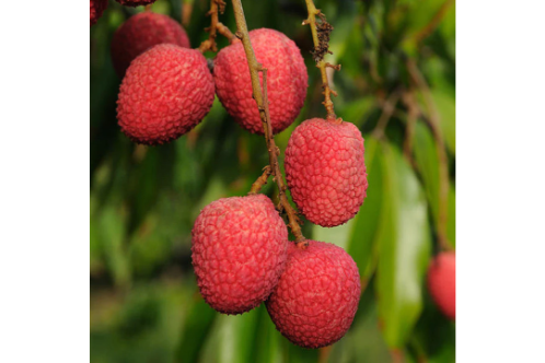 Litchi (Air Layered)- Fruit Plants & Tree