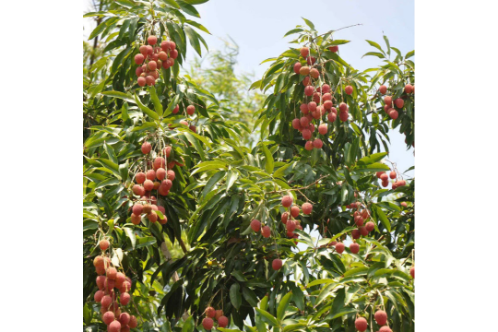 Litchi Fruit Plants & Tree