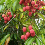Litchi Tree (Air Layered)- Fruit Plants & Tree