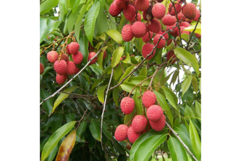 Litchi Tree (Air Layered)- Fruit Plants & Tree