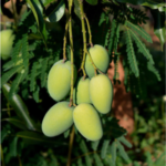 Mango Dasheri Fruit Plants & Tree