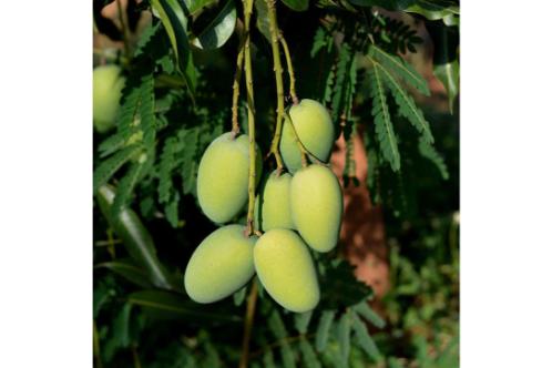 Mango Dasheri Fruit Plants & Tree