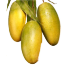 Mango Dasheri Fruit Tree