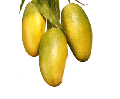 Mango Dasheri Plant – Fruit Plants – Dasheri Mango Plant