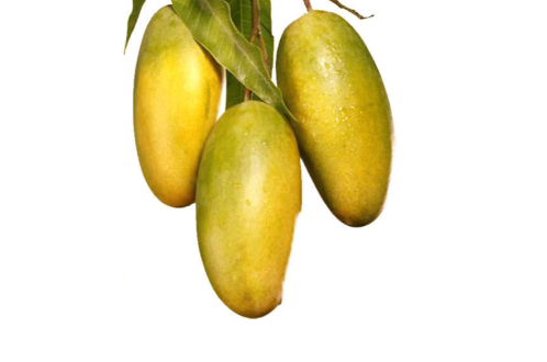 Mango Dasheri Plant – Fruit Plants – Dasheri Mango Plant