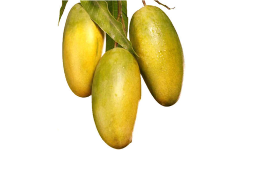 Mango Dasheri Fruit Tree