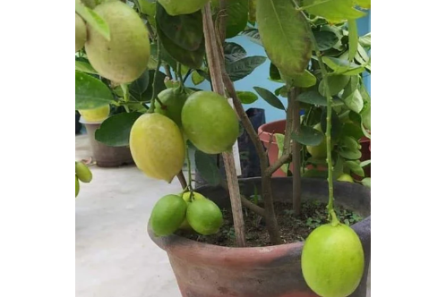 Seedless Lemon Plant