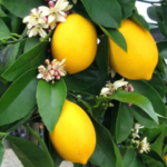 Seedless Lemon Tree