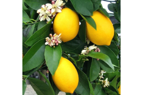 Seedless Lemon Tree