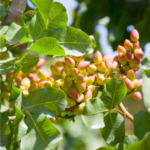 Online Pistachio Plants (Grafted)