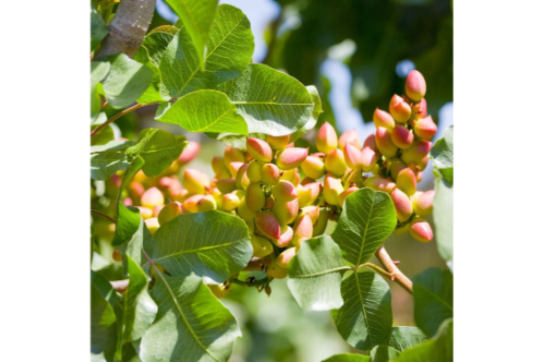 Online Pistachio Plants (Grafted)