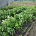 Orange Nagpur Fruit Plants - & Tree