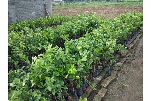 Orange Nagpur Fruit Plants - & Tree