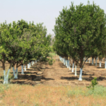 Orange Nagpur Tree - Fruit Plants & Tree