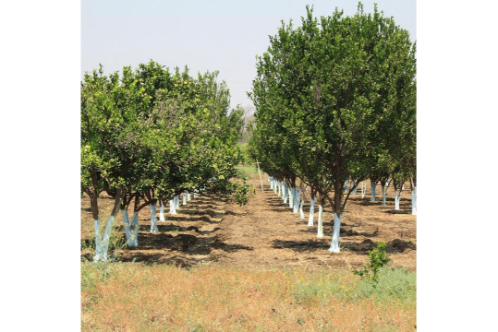 Orange Nagpur Tree - Fruit Plants & Tree