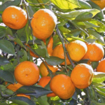 Orange Nagpur Plant – Fruit Plants & Tree
