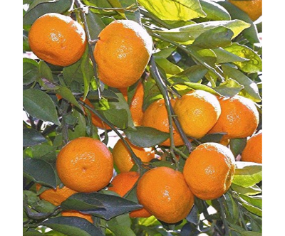 Orange Nagpur Plant – Fruit Plants & Tree