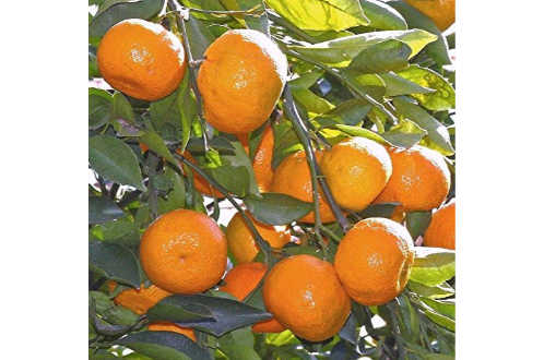Orange Nagpur Plant – Fruit Plants & Tree