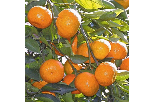 Orange Nagpur(Grafted) - Fruit Plants & Tree