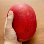 Original Miyazaki Japanese Mango Fruit Plant | Miyazaki Mango Plant & Tree