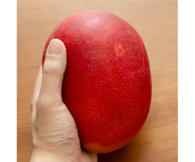 Original Miyazaki Japanese Mango Fruit Plant | Miyazaki Mango Plant & Tree