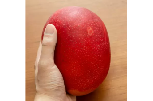 Original Miyazaki Japanese Mango Fruit Plant | Miyazaki Mango Plant & Tree