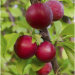 Plum Fruit (Grafted) - Fruit Plants & Tree