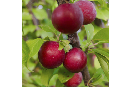 Plum Fruit (Grafted) - Fruit Plants & Tree