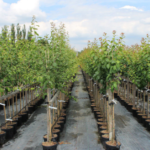 Plum Fruit Plants & Tree