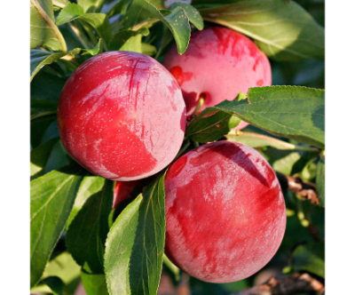 Plum Fruit Plant – Fruit Plants & Tree