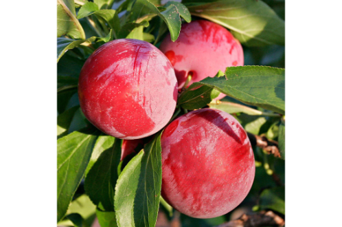 Plum Fruit Plant – Fruit Plants & Tree