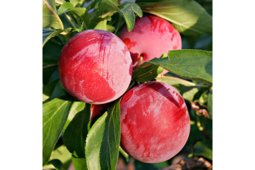 Plum Fruit Plants & Tree (Grafted) - Fruit
