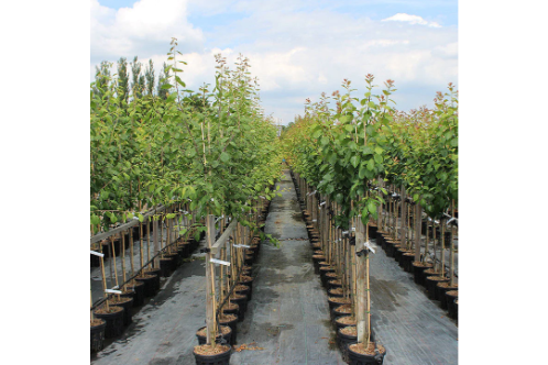 Plum Fruit Plants & Tree