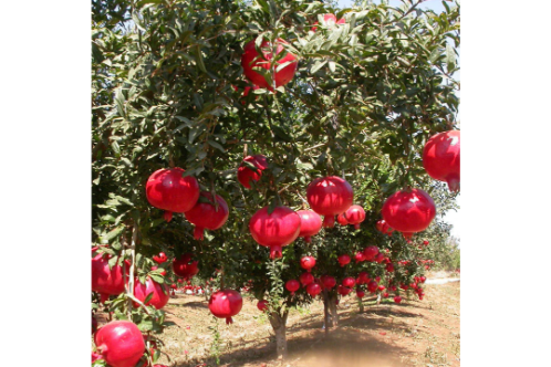 Pomegranate Bhagwa Tree- Fruit Plants & Tree