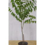 Star Gooseberry Fruit Plants & Tree