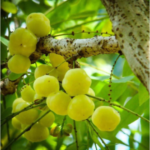 Star Gooseberry Plant – Phyllanthus Acidus Fruit Plants & Tree