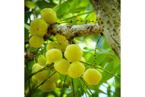Star Gooseberry Fruit Plants & Tree Phyllanthus acidus-