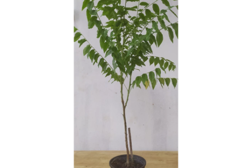 Star Gooseberry Fruit Plants & Tree