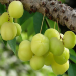 Star GooseberryPhyllanthus acidus- Fruit Plants & Tree