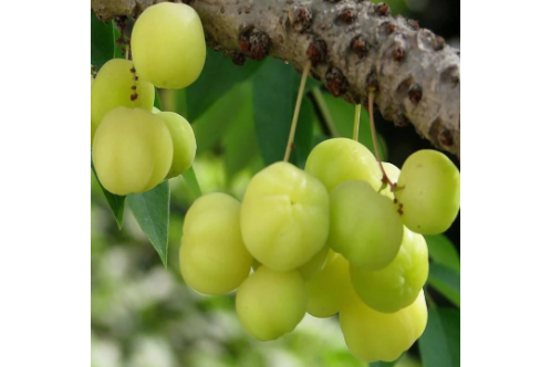 Star GooseberryPhyllanthus acidus- Fruit Plants & Tree